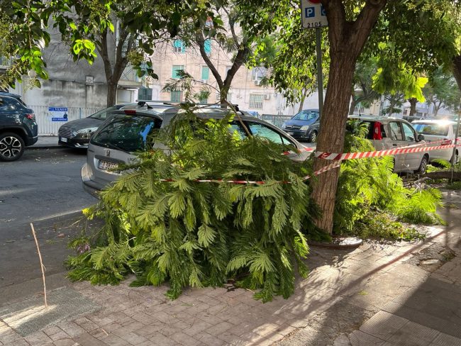 Catania, quei rami caduti in via Luigi Pirandello che creano disagi e pericoli. Il Comitato Vulcania: «Servono interventi urgenti»