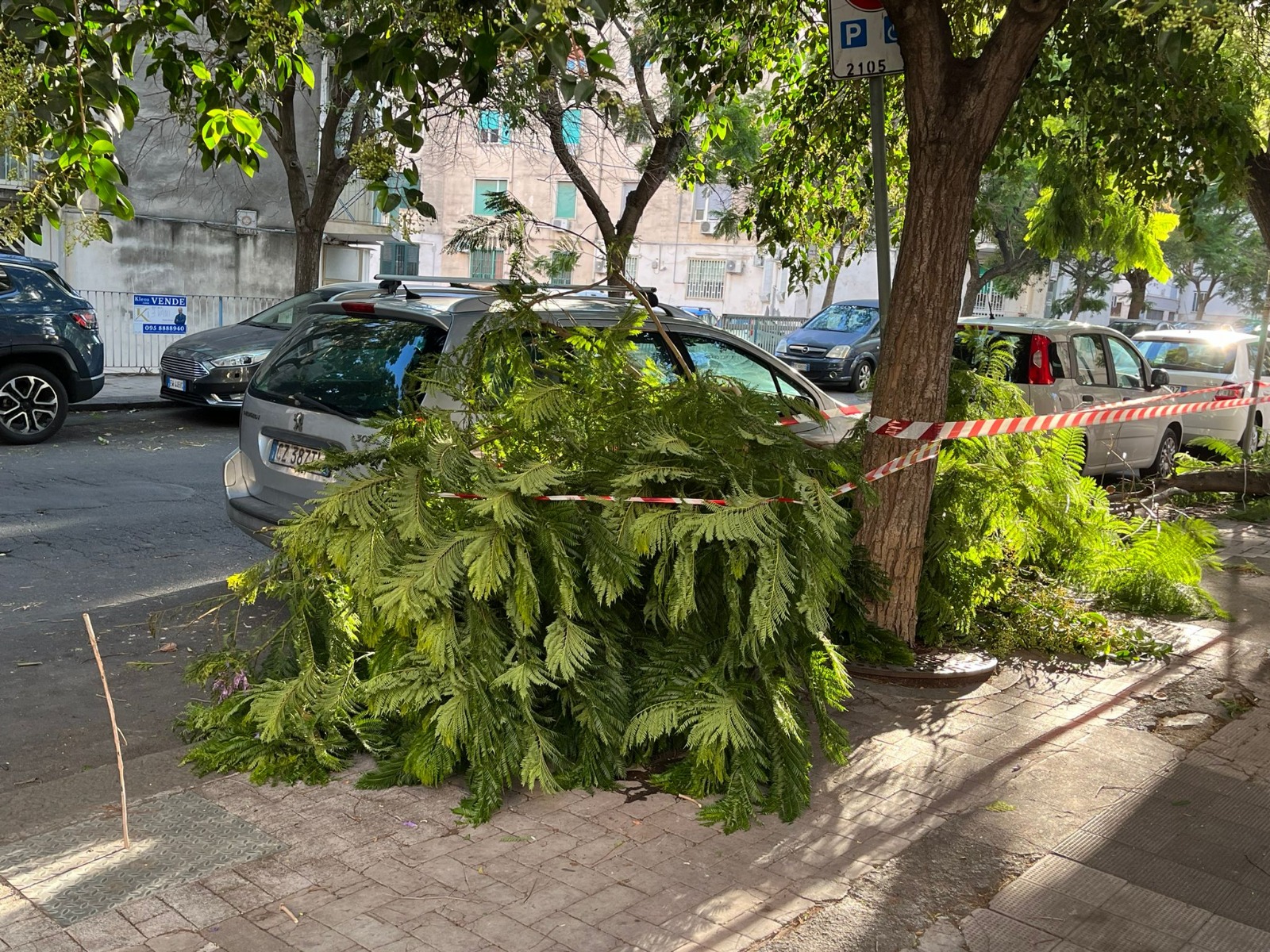 Catania, quei rami caduti in via Luigi Pirandello che creano disagi e pericoli. Il Comitato Vulcania: «Servono interventi urgenti»