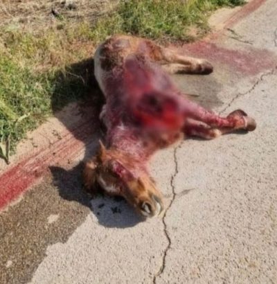 violenza sugli animali