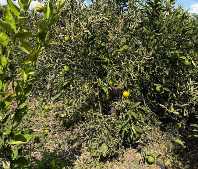 Confagricoltura denuncia i danni del maltempo sulla piana di Catania