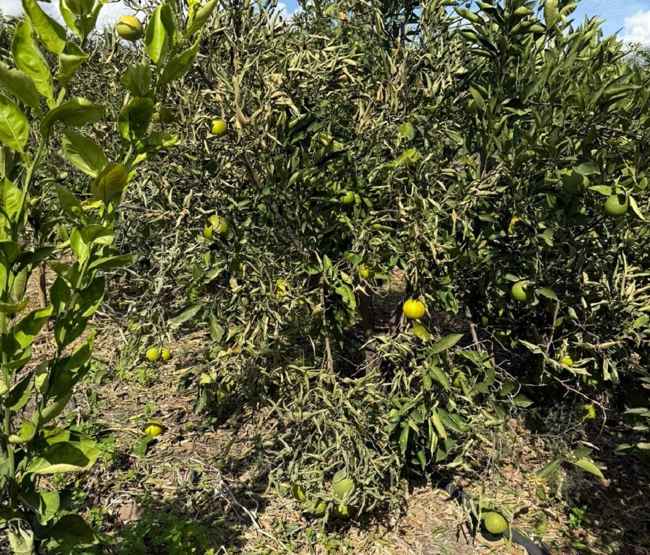 Confagricoltura denuncia i danni del maltempo sulla piana di Catania