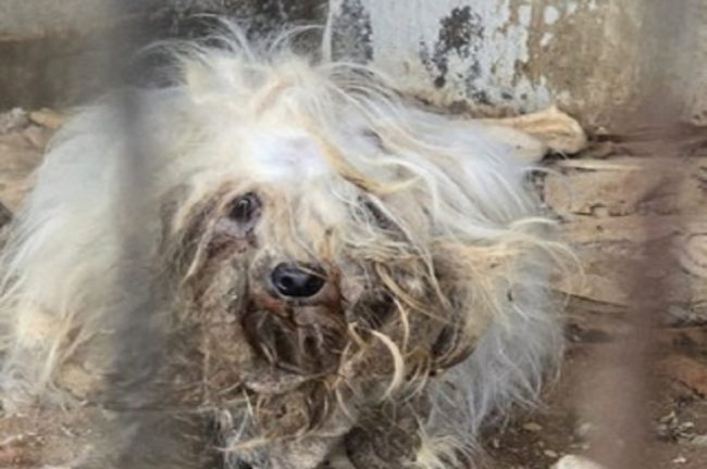 Taormina, cagnolini rinchiusi con topi morti e in pessima salute