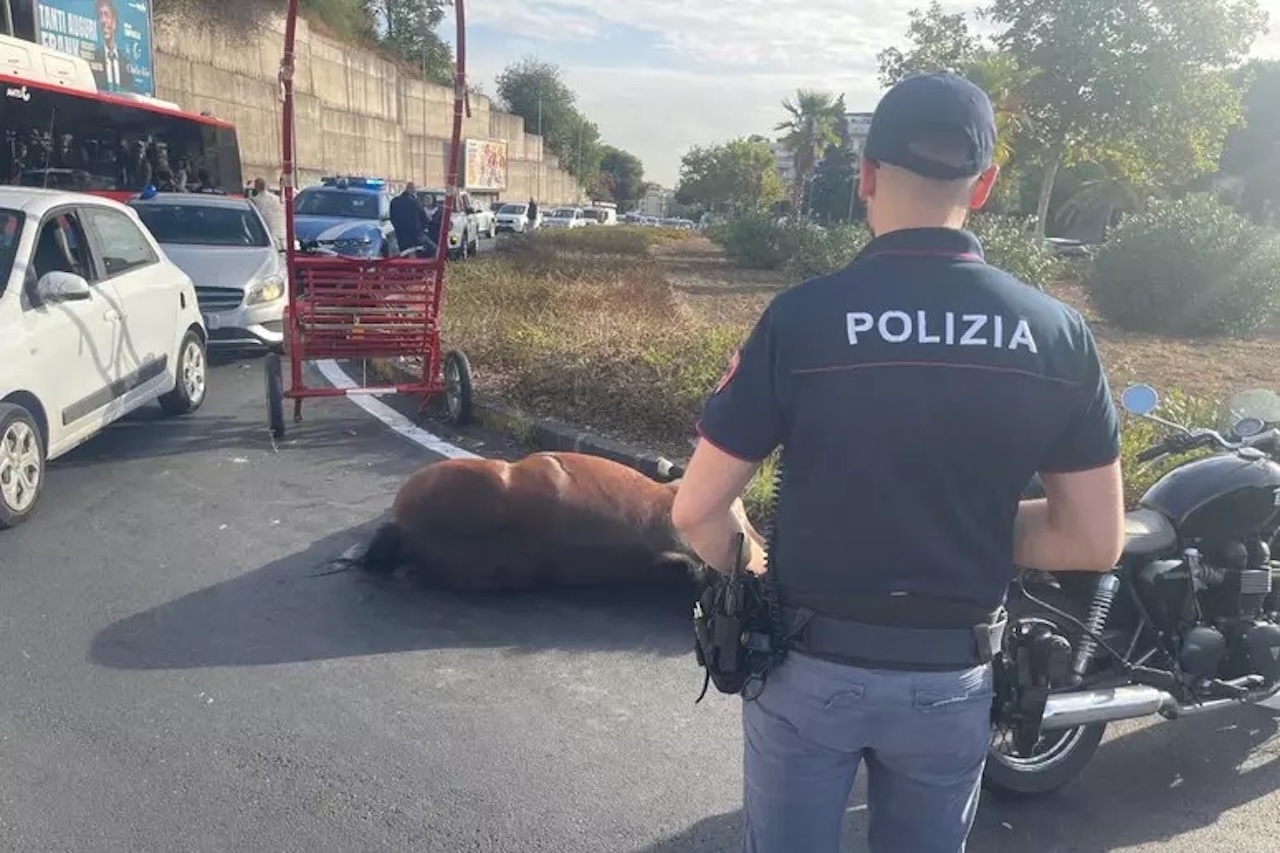 Circonvallazione di Catania: cavallo trovato morto con calesse attaccato