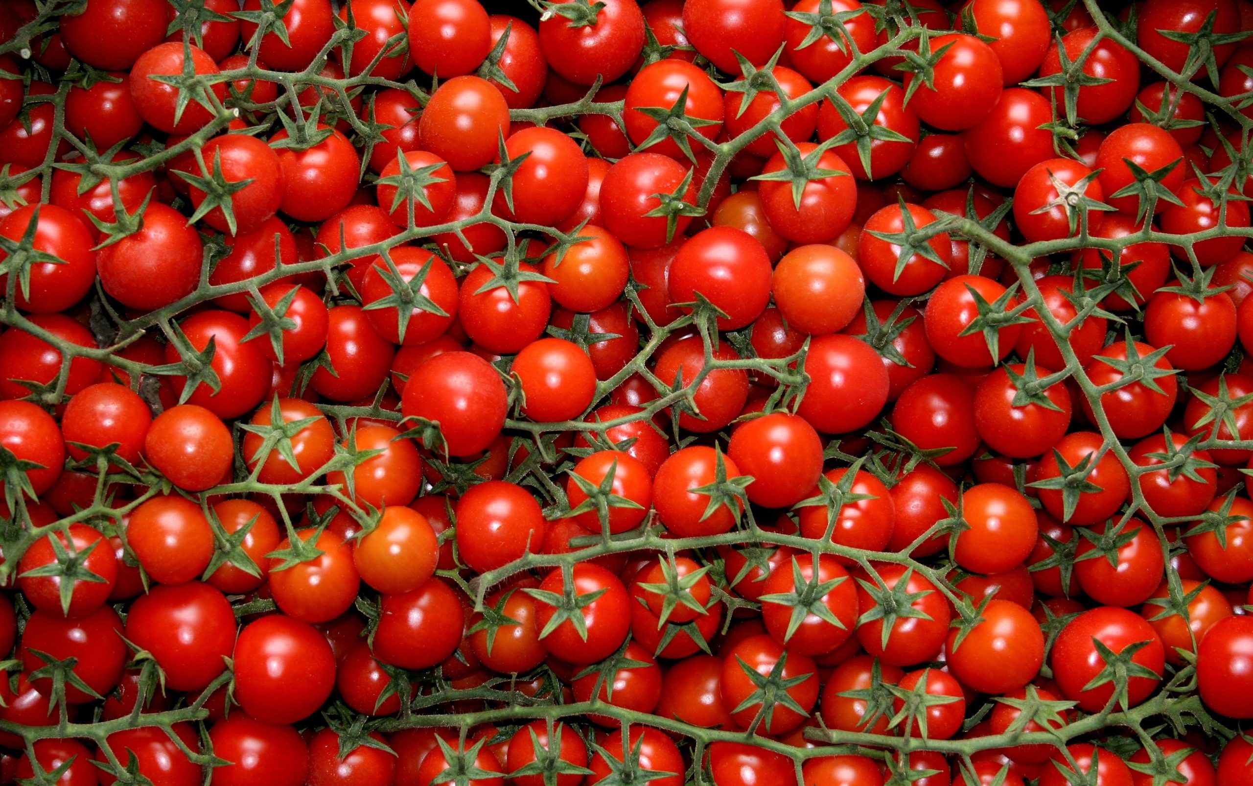 Salmonella, casi d’intossicazione in molti Paesi europei: pomodorini siciliani nel mirino