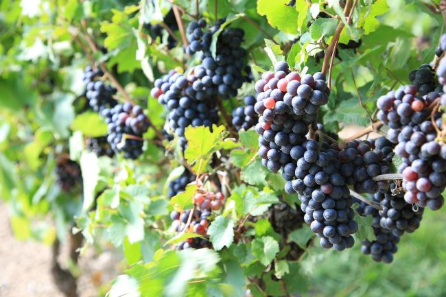 Vendemmia, un’arte senza tempo: le fasi della produzione, dall’acino d’uva del grappolo al vino