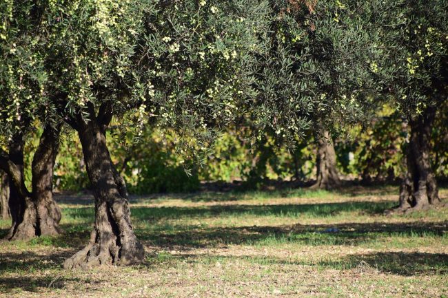 Tragedia a Palermo, 55enne accusa un malore e muore tra gli uliveti: vani i soccorsi