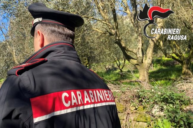 Comiso, sorpresi a rubare olive del Comune: denunciata una coppia