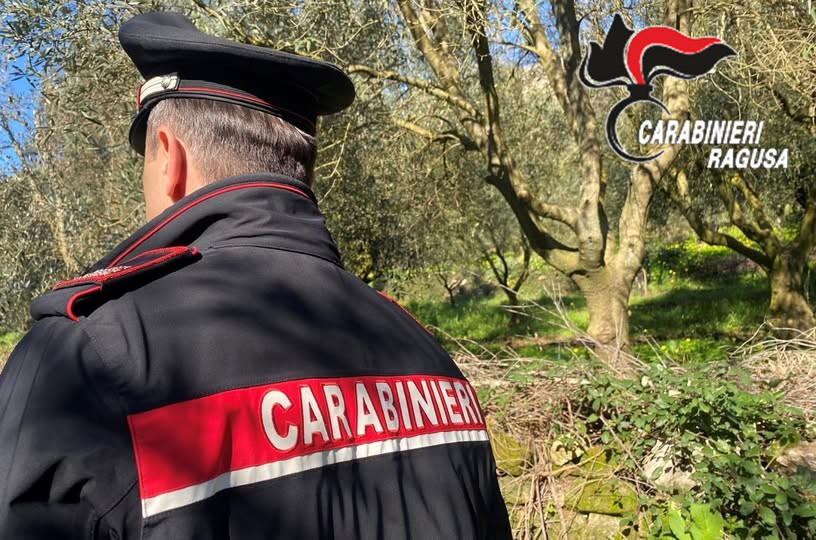 Comiso, sorpresi a rubare olive del Comune: denunciata una coppia