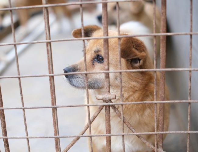 Viveva con 25 cani in pessime condizioni: il Comune interviene