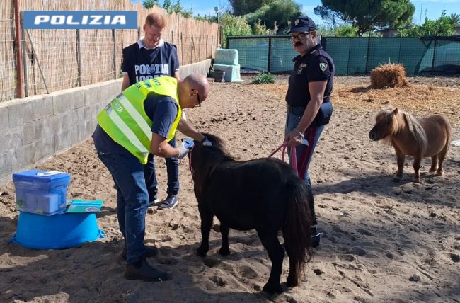 Catania, salvati due pony maltrattati e sequestrata una discarica abusiva – VIDEO