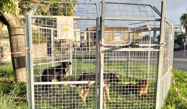 Catturati tre cani del branco che seminava paura tra Mascali e Riposto: “Stanno bene, affidati all’Asp”