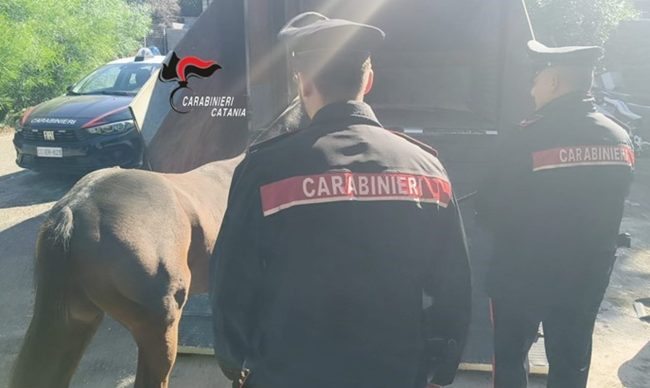 Catania, trovata stalla abusiva con un cavallo in cattive condizioni: 4 denunce