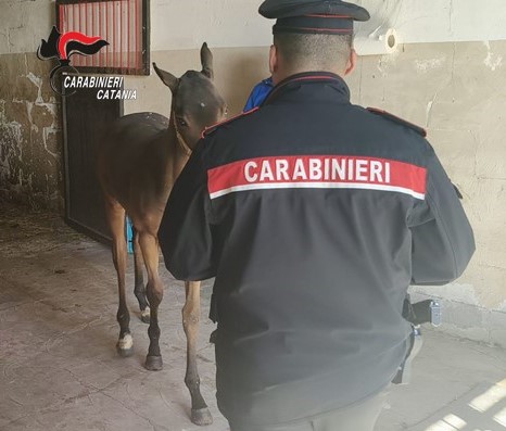 Paternò, scoperto allevamento equino abusivo: denunciato il proprietario