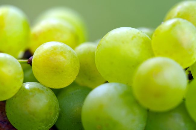 Vendemmia Sicilia 2025. L’Isola brinda il ritorno alla “normalità”