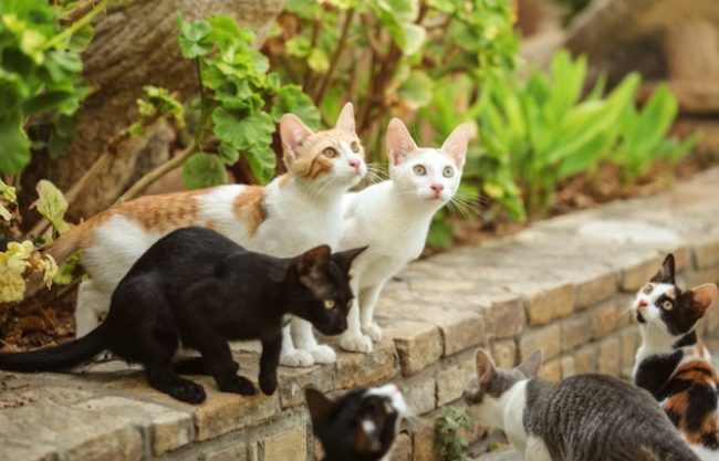 Borgo-Sanzio, in arrivo cartelli e tesserini per i volontari delle colonie feline: l’iniziativa di A.N.T.A. ONLUS