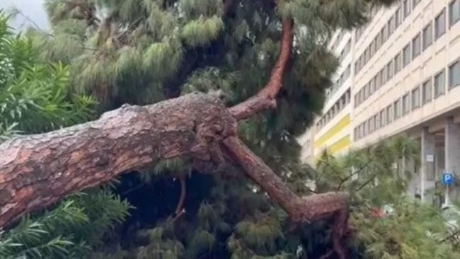 Maltempo, crollano due alberi a Palermo