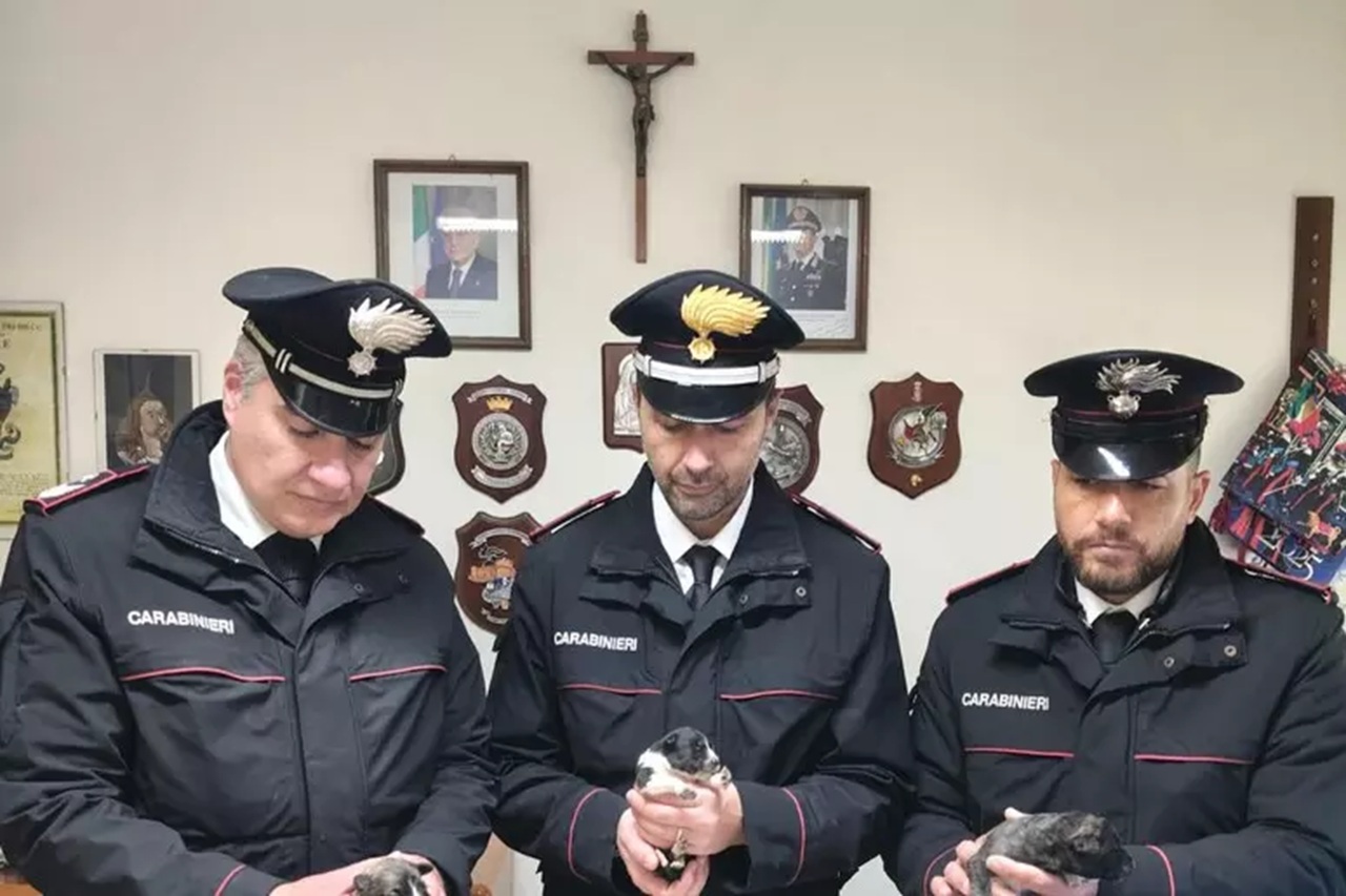 Diciotto cuccioli abbandonati in strada: salvati grazie a un cittadino e ai carabinieri