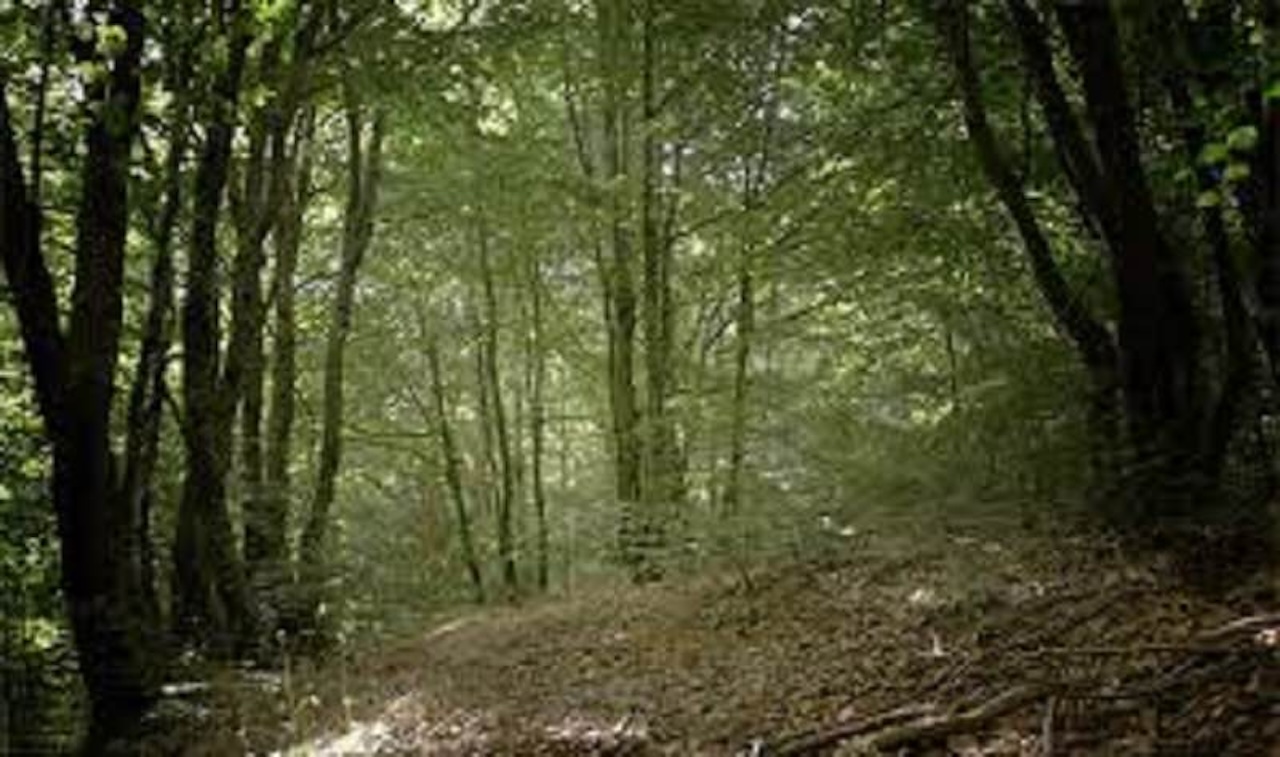 Tutela dei boschi, in Finanziaria più giornate per i forestali. Schifani: “Stabilità economica e territorio più sicuro”