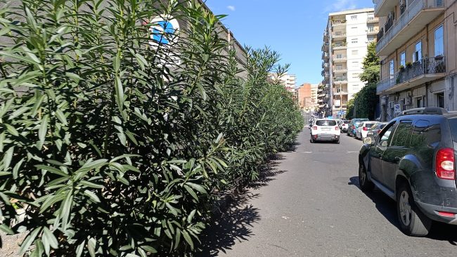 Via Gigi Macchi, potatura urgente dei cespugli: “Rischio per pedoni e motociclisti”