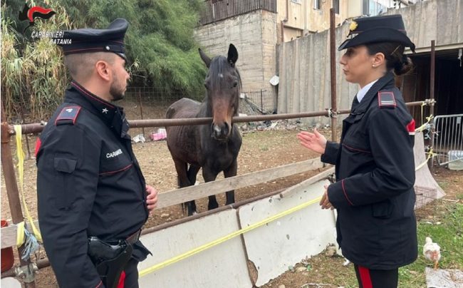 Intervento dei militari a Villaggio Sant’Agata, trovati in pessime condizioni due cavalli