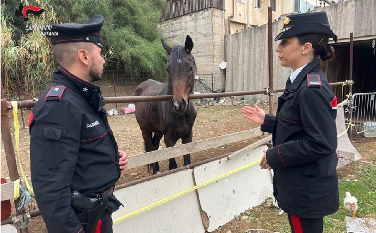 Intervento dei militari a Villaggio Sant’Agata, trovati in pessime condizioni due cavalli Intervento dei militari a Villaggio Sant’Agata, trovati in pessime condizioni due cavalli