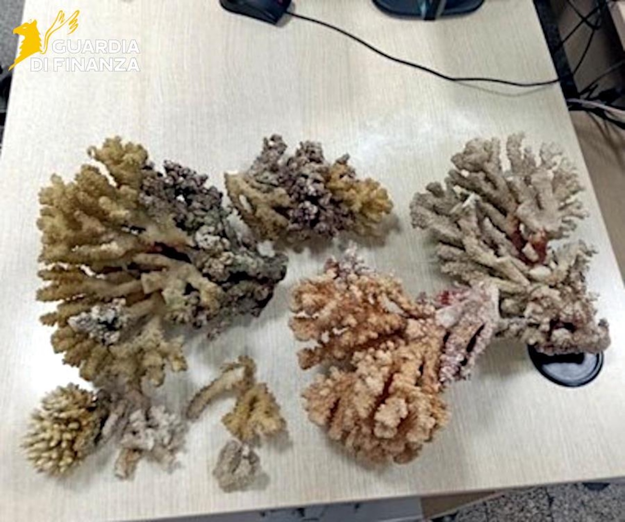 Da Sharm el Sheikh all’aeroporto di Catania con sei chili di corallo protetto: fermato un palermitano