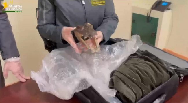 Aeroporto di Palermo, tornava da Bangkok con un souvenir particolare: la testa di un coccodrillo