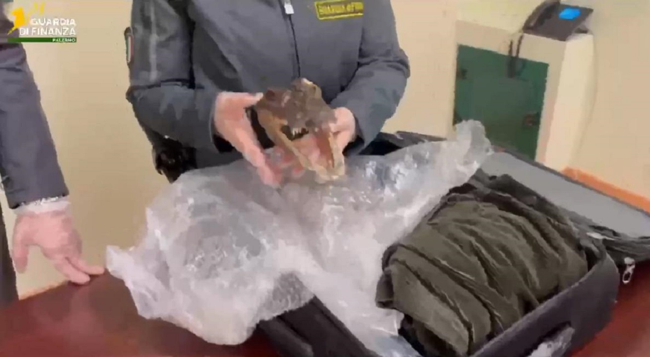 Aeroporto di Palermo, tornava da Bangkok con un souvenir particolare: la testa di un coccodrillo
