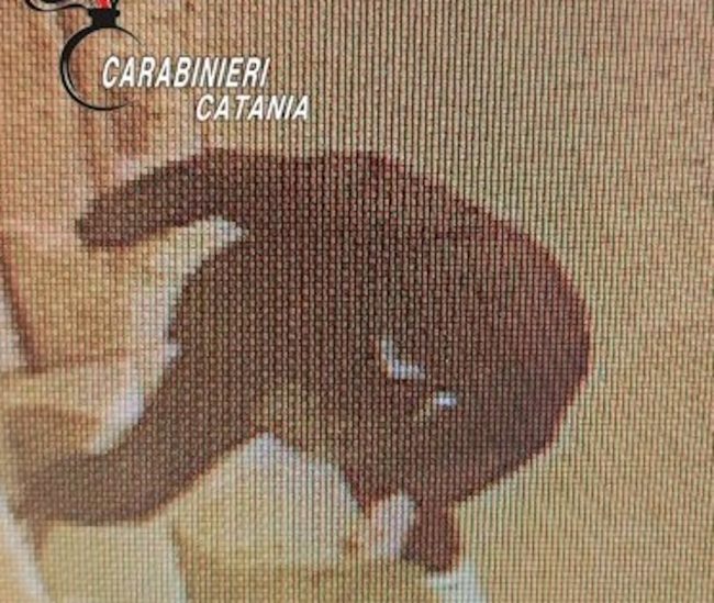 Furto in uno studio dentistico di Acireale: tracce di sangue e telecamere, individuato il ladro