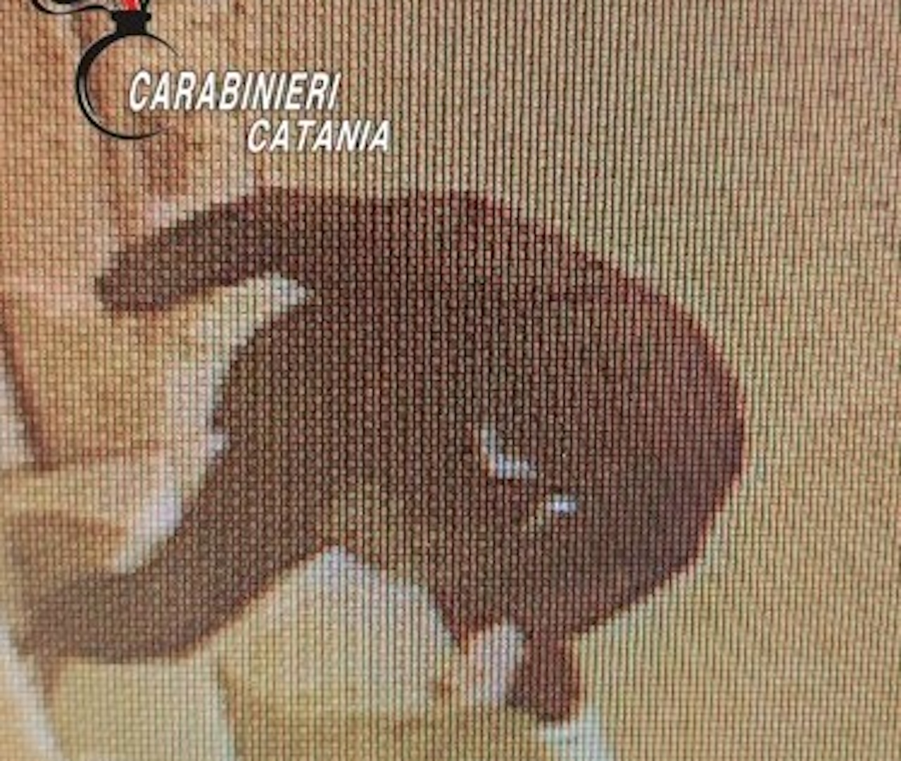 Furto in uno studio dentistico di Acireale: tracce di sangue e telecamere, individuato il ladro