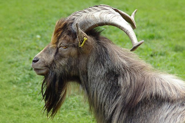 Grave un uomo incornato da un caprone a Stromboli
