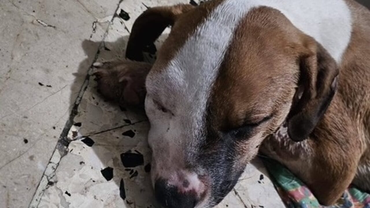 Cagnolino ridotto in fin di vita dal padrone con infermità mentale