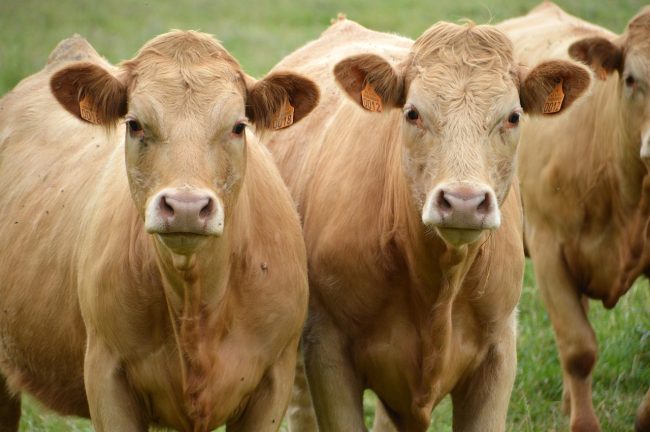 Allevamenti, la Regione ha pubblicato il bando 2026 per il benessere degli animali: sostegni per oltre 20 milioni