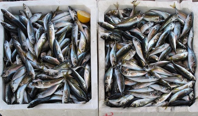 Operazione “Fish” a Palermo, maxi-sequestro di pesce non tracciato e sanzioni per 116mila euro
