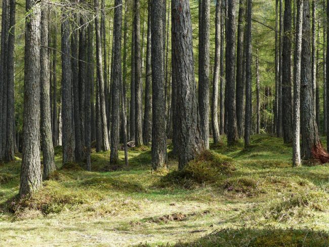 La famiglia del bosco: quando la natura diventa rifugio ma i tribunali “tremano”. Il potenziale impatto di un’educazione controcorrente sui bambini