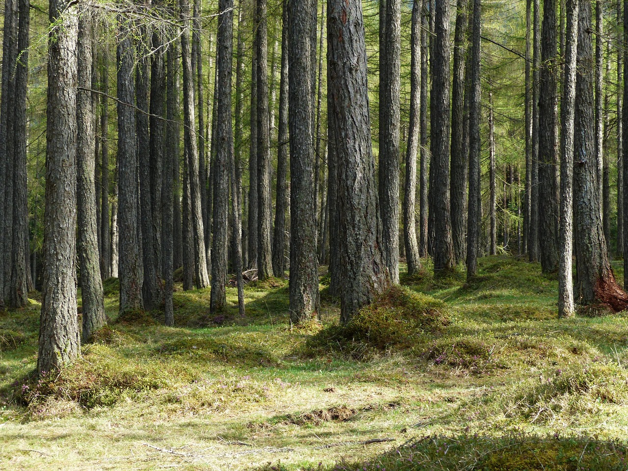 La famiglia del bosco: quando la natura diventa rifugio ma i tribunali “tremano”. Il potenziale impatto di un’educazione controcorrente sui bambini La famiglia del bosco: quando la natura diventa rifugio ma i tribunali “tremano”. Il potenziale impatto di un’educazione controcorrente sui bambini