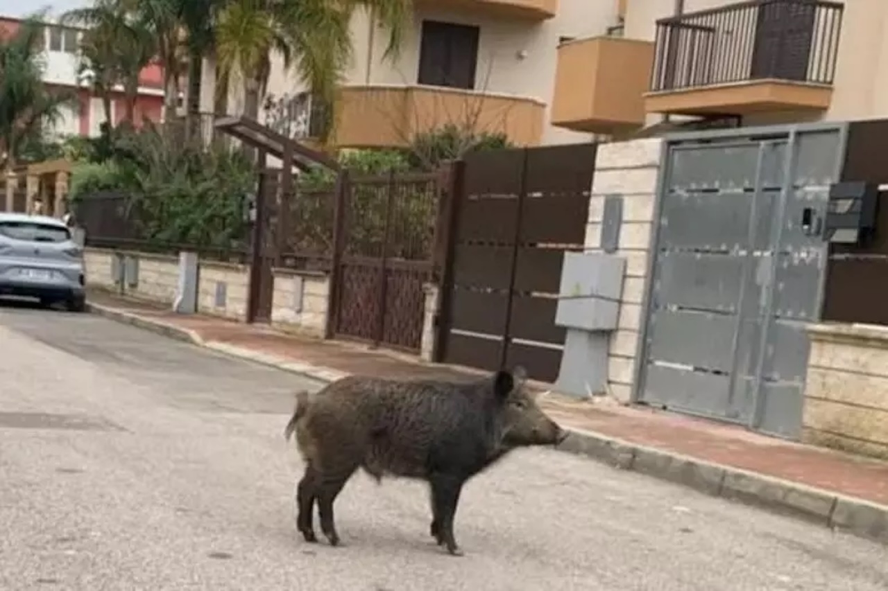 Cinghiale a piede libero per Gela: “Vietato avvicinarsi”