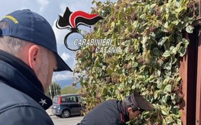 Catania, scoperto servizio di droga “delivery”: nei guai 31enne e 19enne