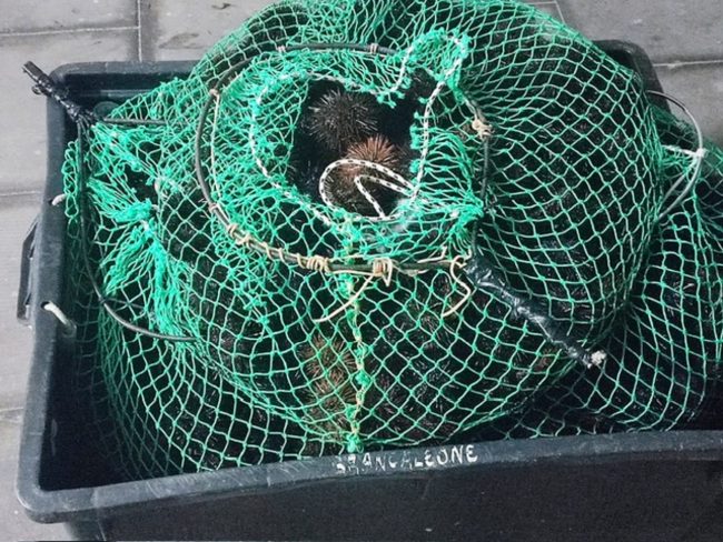 Sequestrati 200 chili di pesce al porto di Messina: l’operazione