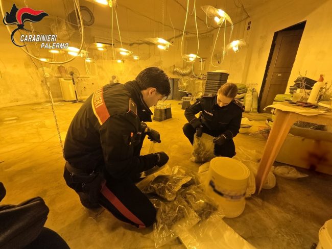 Serra di marijuana a Monreale in una villa: scatta l’arresto per un 40enne