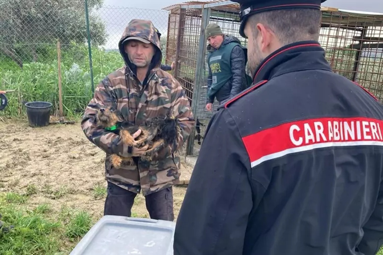 Caltanissetta, quattro cani trovati in condizioni estreme tra fango ed escrementi: scatta una denuncia