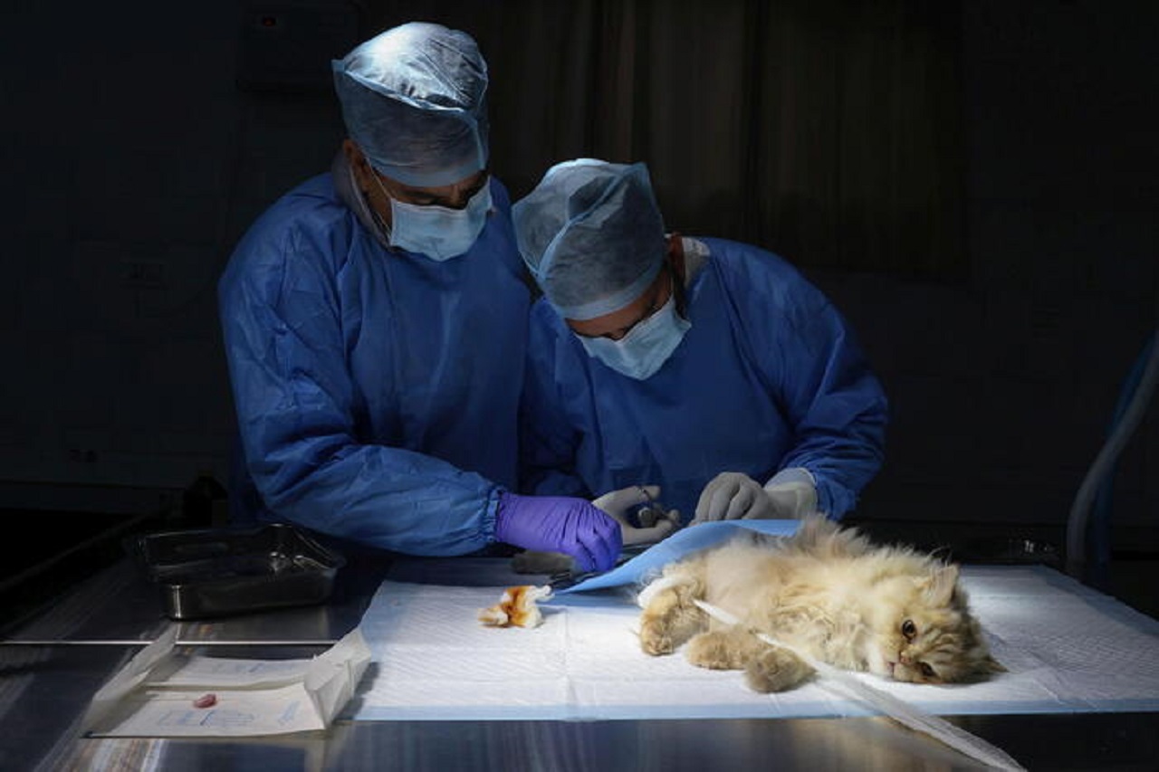 Giornata nazionale prevenzione veterinaria, nel 2025 in Sicilia sono state oltre 1,7 milioni