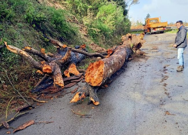 Maltempo a Messina: alberi sulle strade provinciali e limitazioni al traffico sulla SP2