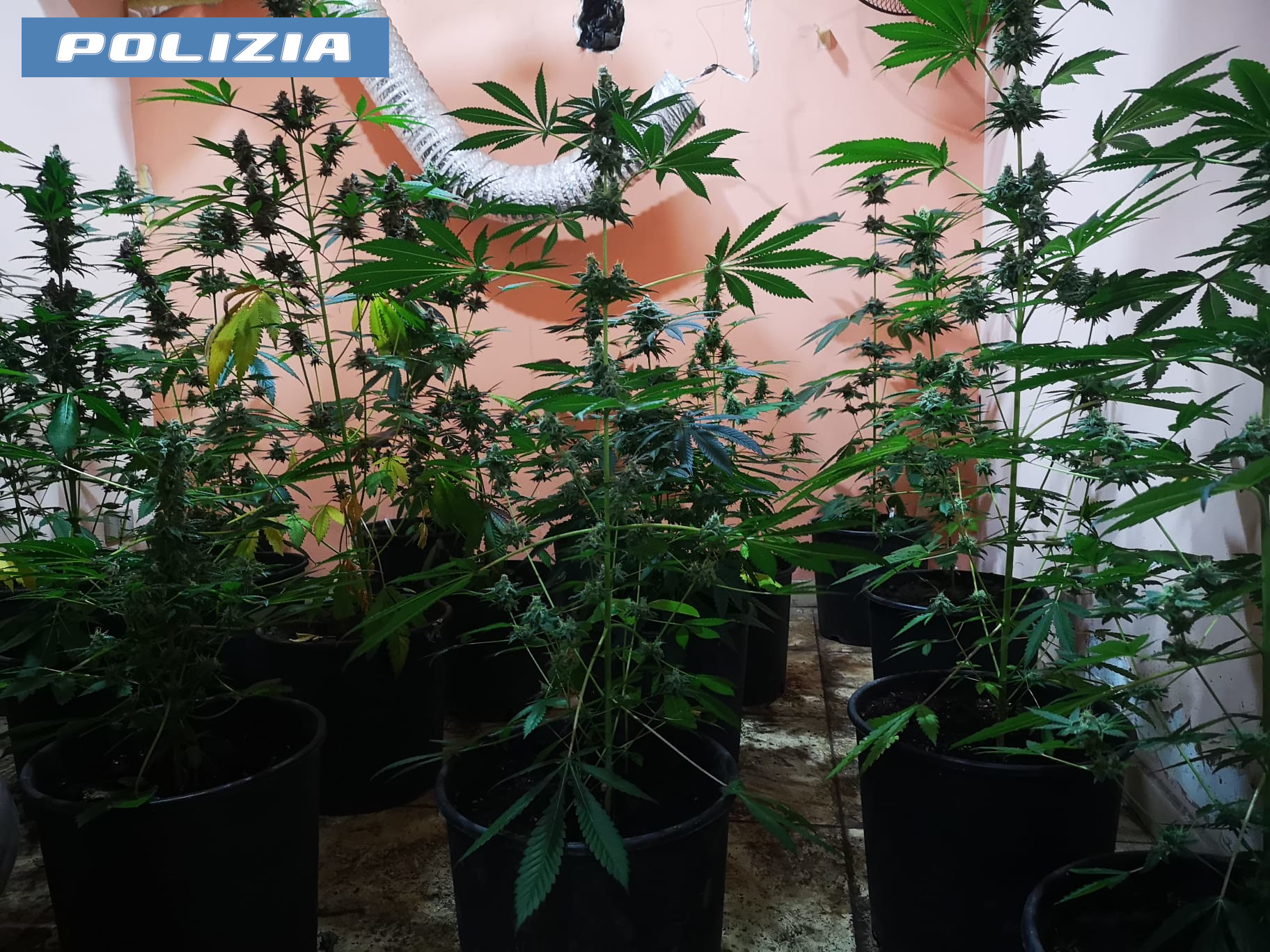 Adrano, allaccio abusivo alla rete elettrica e serra in casa per coltivare marijuana: arrestato 61enne