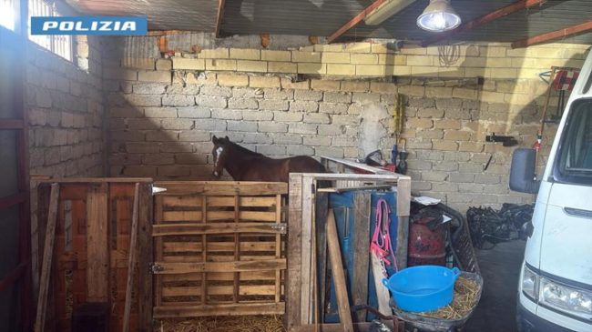 Garage con pezzi di ricambio d’auto pronti a essere venduti e un cavallo non identificato nel Siracusano