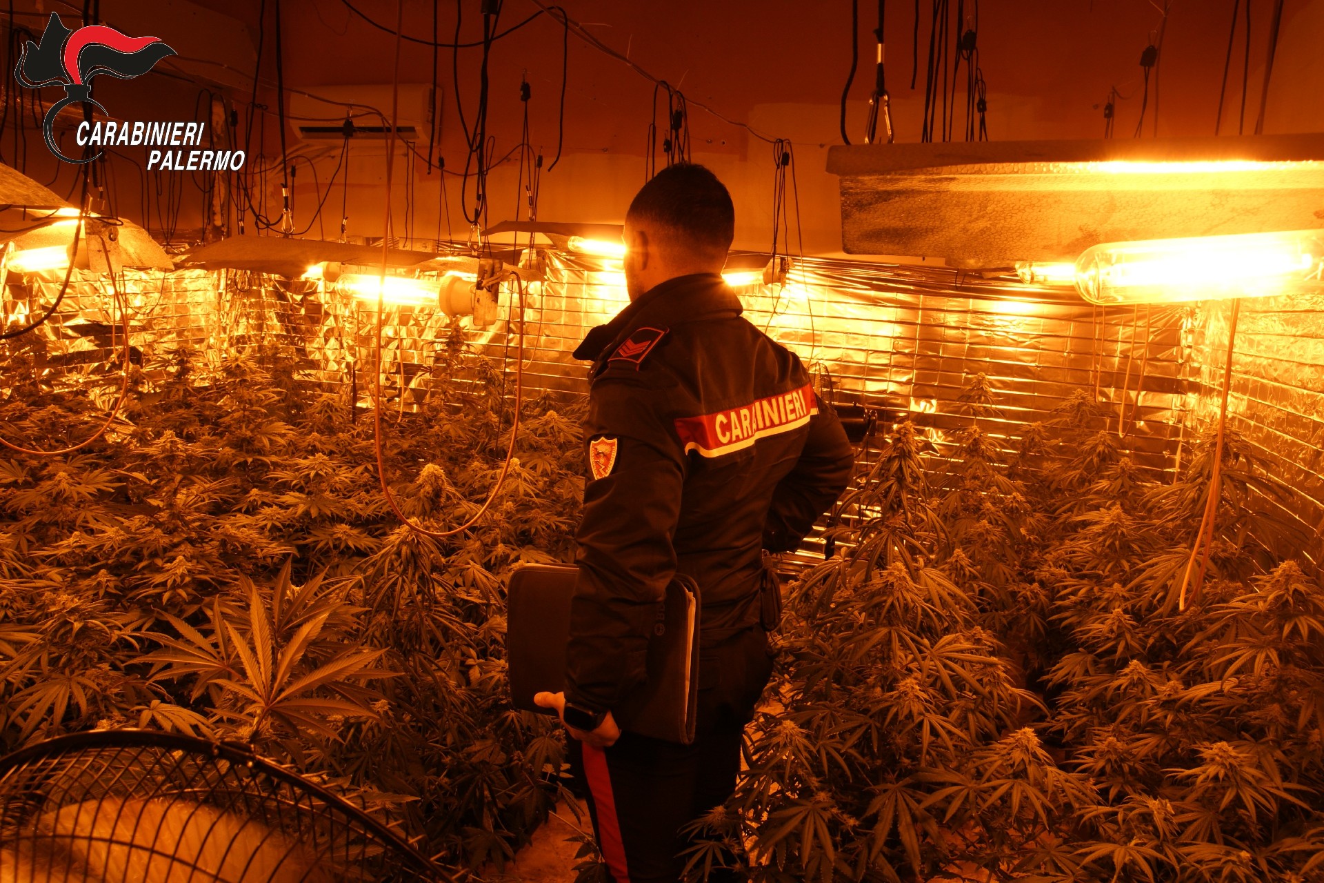 Carini, scoperta serra di cannabis alimentata con allacci abusivi