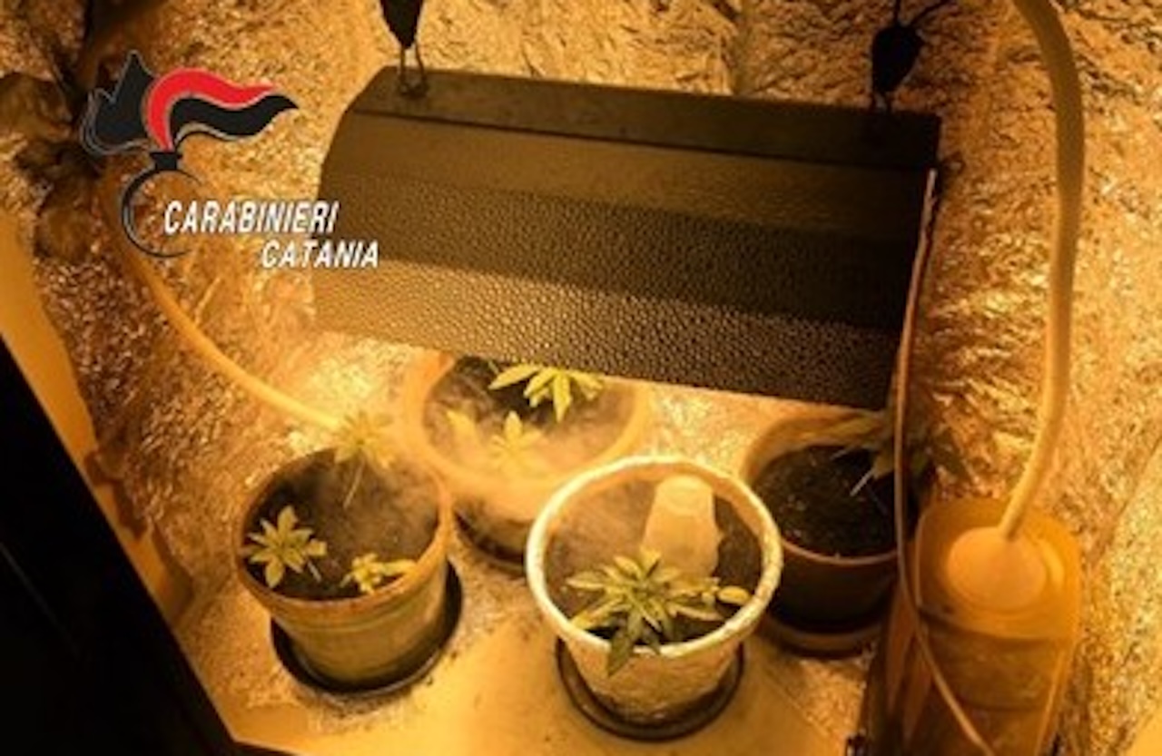 Lite in famiglia a Catania, ma nell’armadio spunta una serra di cannabis: denunciato 21enne