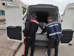 Sicurezza alimentare Palermo