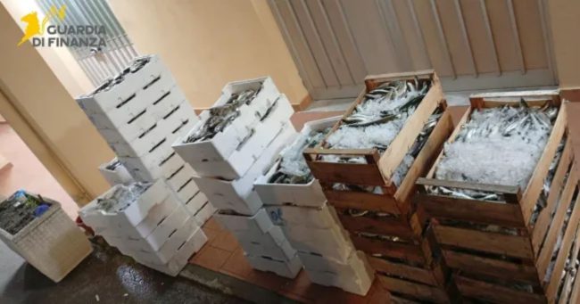 Messina, commercio illecito tra le due sponde dello Stretto: sequestrati oltre 500 chili di prodotti ittici