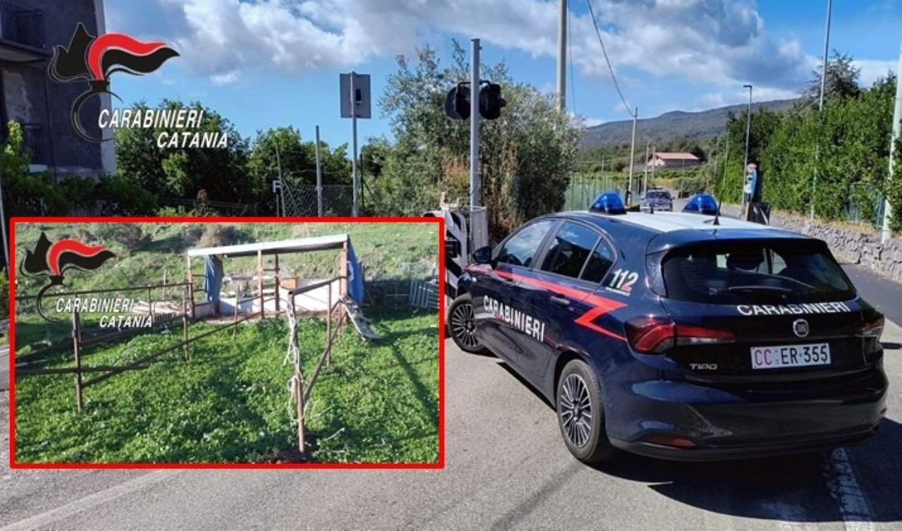 Piedimonte Etneo, smarrisce un cavallo affidatogli in custodia dall’Asp di Catania: denunciato 68enne